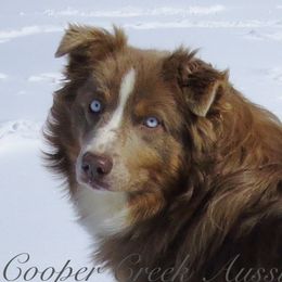 Bailer - Miniature Australian Shepherd