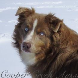 Bailer - Miniature Australian Shepherd
