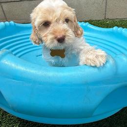 Yellow - Tri-color female Australian Labradoodle puppy in Fontana, California from Grammy's Puppy Love doodles and poodles