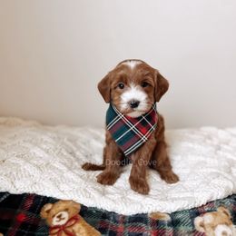 Timeless - RL Christmas - Red  male Goldendoodle puppy in Syracuse, Indiana from The Doodle Cove