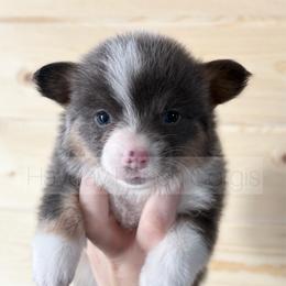 Evergreen - 1300 - Black and tan male Pembroke Welsh Corgi puppy in Rozet, Wyoming from Hayday Ranch Corgis