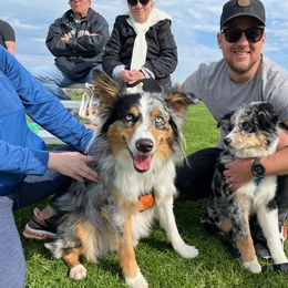 Australian Shepherd All Grown Up from Safe Haven Aussies