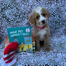 Harry - Apricot male Goldendoodle puppy in Conroe, Texas from Tails of Cypress