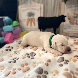 Golden Retriever Puppies from Sunshine Mountain Retrievers