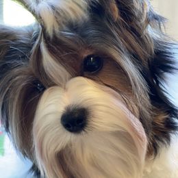 Estelle - Biewer Terrier