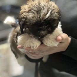 Shih Tzu Puppies from Patton's Shih Tzus