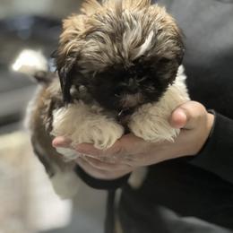 Shih Tzu Puppies from Patton's Shih Tzus