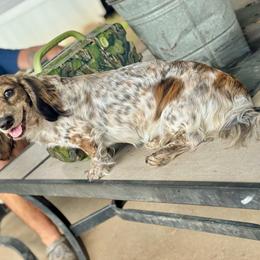 Cassie - Dachshund