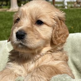 Golden Retriever Puppies from Wine Country Goldens