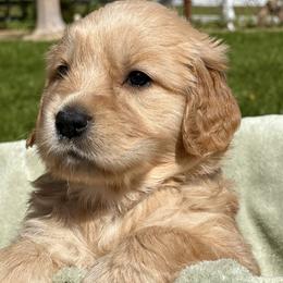 Golden Retriever Puppies from Wine Country Goldens