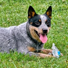 Willa - Australian Cattle Dog
