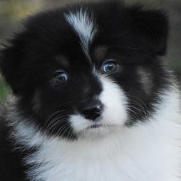 Oaken - Black tri-color male Australian Shepherd puppy in Easton, Missouri from MMA Kennel