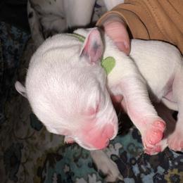 Quench - White and black female Dalmatian puppy in Des Moines, Iowa from Spot Splattered Dalmatians