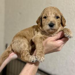 Eggnog (Yellow Collar) - Apricot male Goldendoodle puppy in Bay City, Texas from Charming Doods