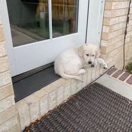 Golden Retriever Puppies from Hyalite Family Kennel