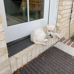 Golden Retriever Puppies from Hyalite Family Kennel