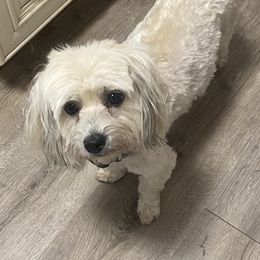 Isabella - Havanese