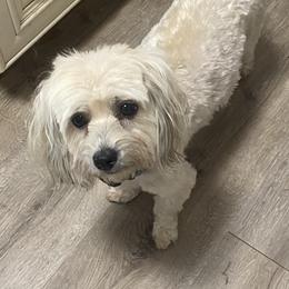 Isabella - Havanese