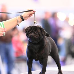 Monkey - Pug