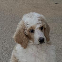Poodle puppies from Abbott Standard Poodles