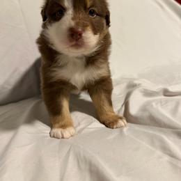 Nova - Red tri-color female Australian Shepherd puppy in Lynnville, Indiana from Moonlightaussies