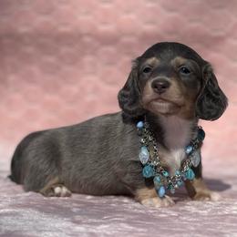 Petey - Gray (blue) and cream male Dachshund puppy in Lincoln, Arkansas from Red Dirt Dachshunds