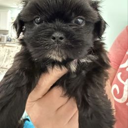 Harper - Chocolate female Shih Tzu puppy in Stafford, Virginia from Bayview Pups