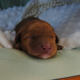 Cookie - Red female Cavapoo puppy in Mountain Grove, Missouri from Dogwood & Sassafras Companions