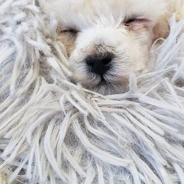 Poodle Puppies from Custom Poodles