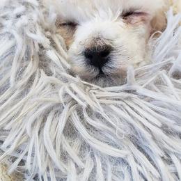 Poodle Puppies from Custom Poodles