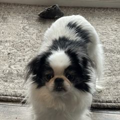 Japanese Chins from Sad Tails of Pa