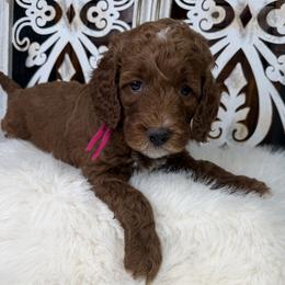 Goldendoodle and Poodle Puppies from Northern Heart Standards