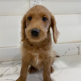 Labradoodles from Loveable Labradoodles