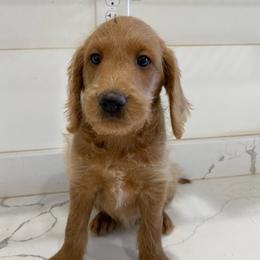 Labradoodles from Loveable Labradoodles