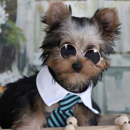 RAMBO - Black and tan male Yorkshire Terrier puppy in Hughesville, Missouri from Puppykiss4u