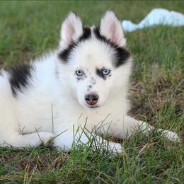Patch -Ready now - Black and white male Pomsky puppy in Bremen, Indiana from AMS Pomeranians and Pomskies in Indiana