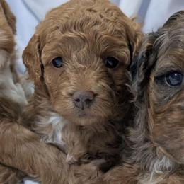 Topanga - Apricot female Cavapoo puppy in Coshocton, Ohio from Forever Family Puppies
