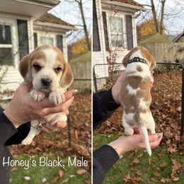 Honeys Black Collar - Red black and white male Beagle puppy in Brothers, Oregon from Beagles on the Run