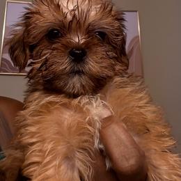 Girl 4 - Black gold and white female Shorkie puppy in Florida from Shih tzus and Shorkies Galore
