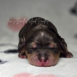 Cockapoo puppies from Jam's Doodles And Poodles