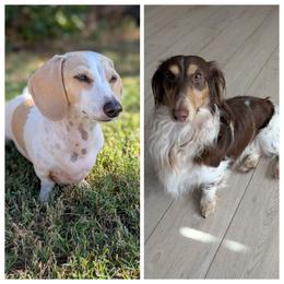 Dachshund puppies from Ferrario Dachshunds