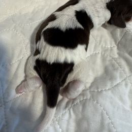 Orange collar - Liver white and tan male English Springer Spaniel puppy in Elma, Washington from McCartney Springer’s