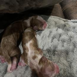 Moet - Blenheim male Cavalier King Charles Spaniel puppy in North Bay Village, Florida from Cynthia's Cavaliers