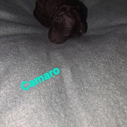 Camaro - Brown and white male Aussiedoodle puppy in Loveland, Colorado from A&L Ranch Aussiedoodles