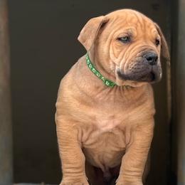 MALE-Reservation E - Cream male Boerboel puppy in Pennsylvania from Cold River Boerboels