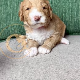 Miss Scarlett (red collar female) - Apricot female Goldendoodle puppy in Murrieta, California from Apricot Poodles & Goldendoodles, LLC