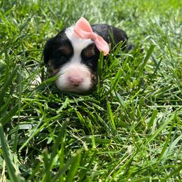 Princess Peach - Tri-color female Bernedoodle puppy in Casper, Wyoming from 307 Doodles