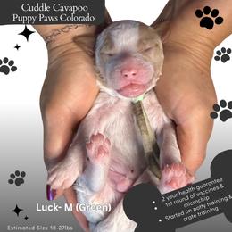 Lady Luck - Blenheim male Cavapoo puppy in Fort Lupton, Colorado from Puppy Paws Colorado