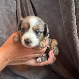 Magic - Blue merle male Toy Australian Shepherd puppy in Columbia Falls, Montana from Firefly Aussies & Aussiedoodles