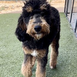 Olive - Double Doodle